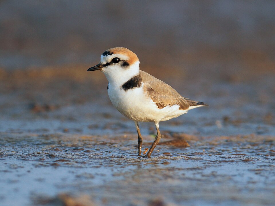 Kentish Plover