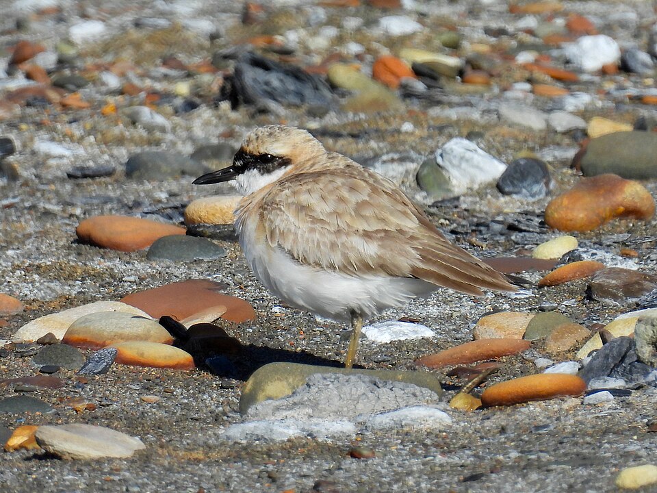 Greater Sand-Plover