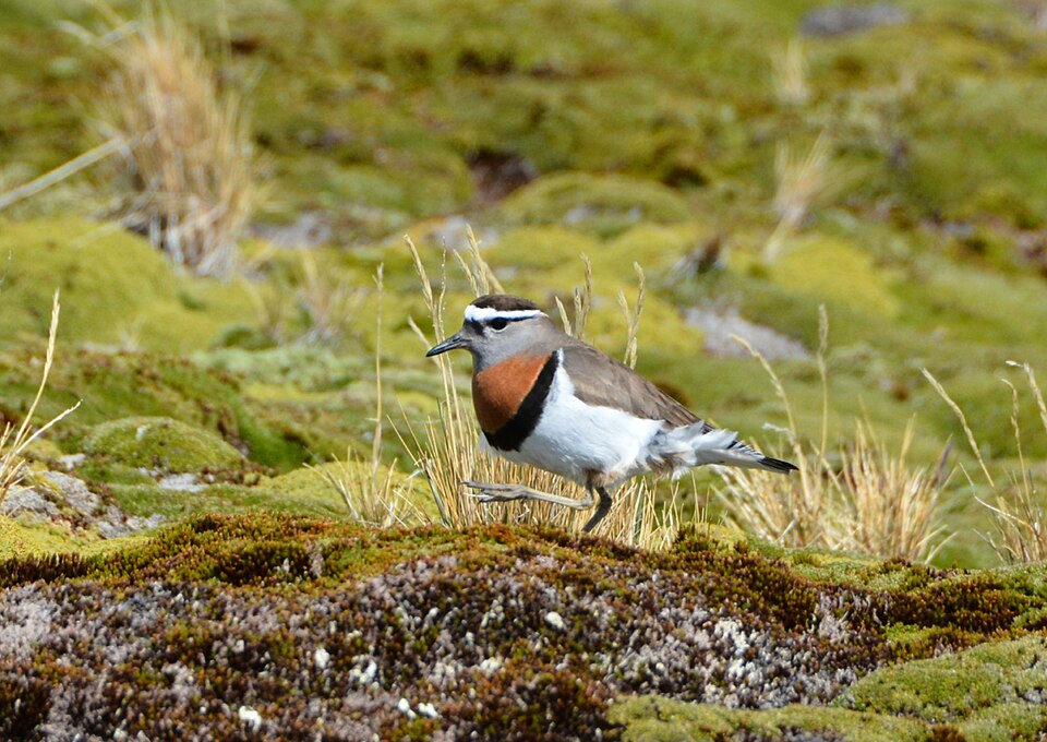 Rufous-chested Dotterel