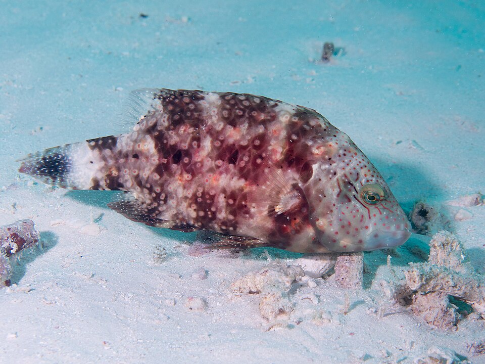 Maori Wrasse