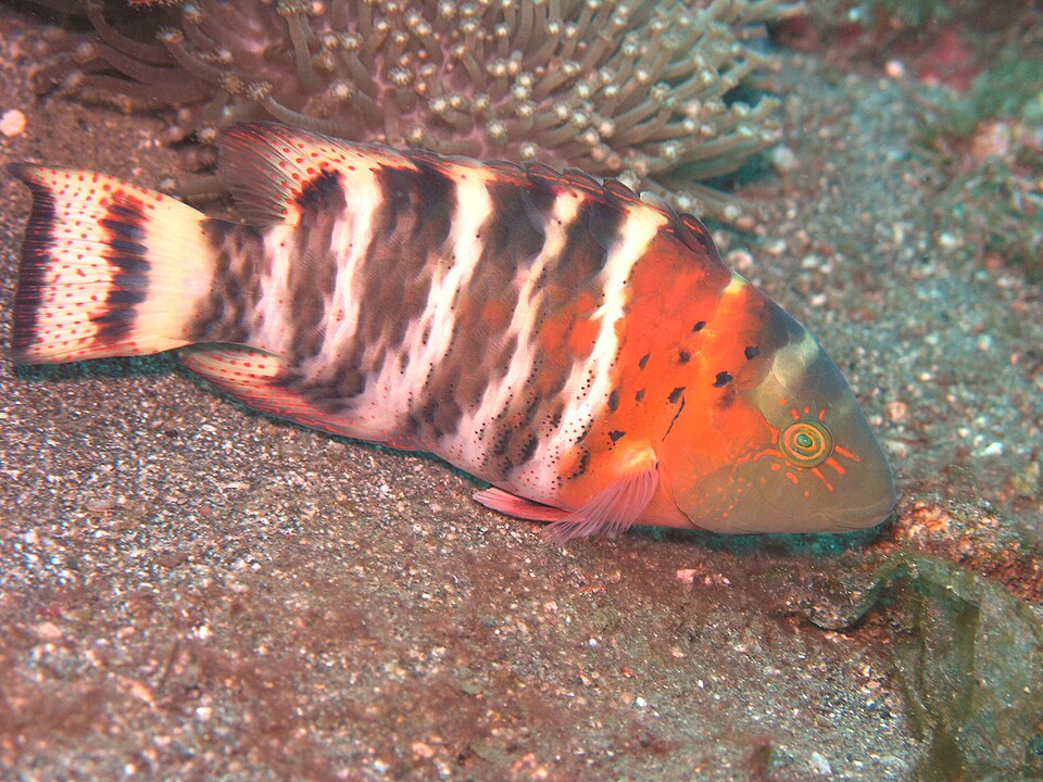 Redbreast wrasse, Redbreasted wrasse