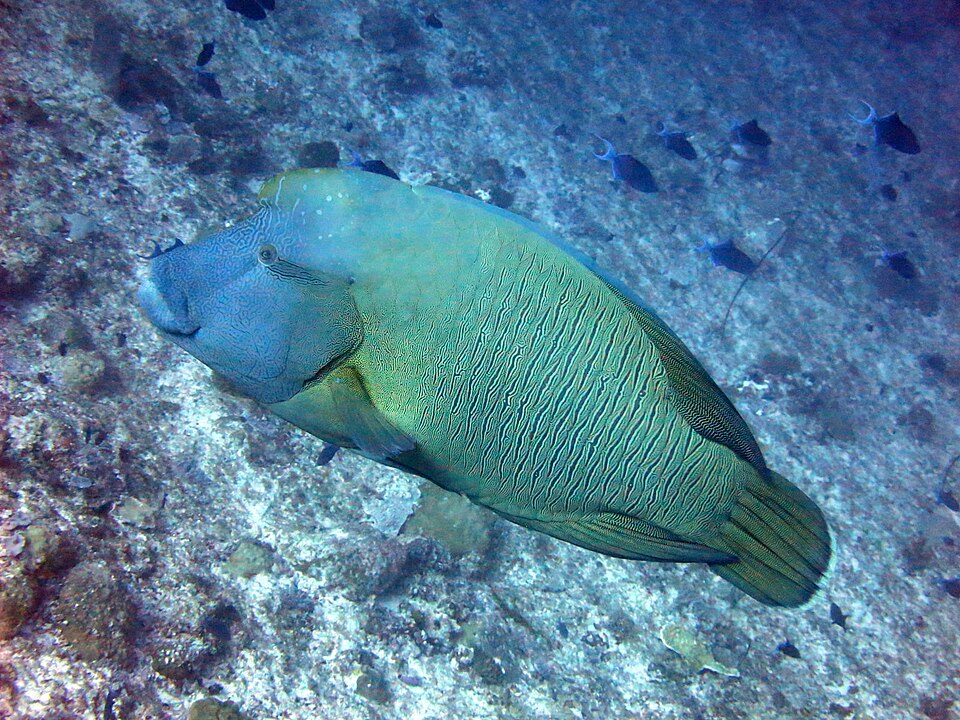 Humphead wrasse