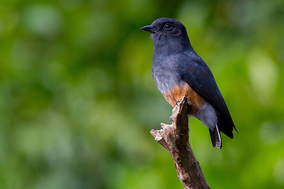 Swallow-winged Puffbird