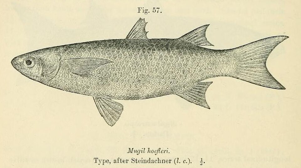 Brasilian Mullet