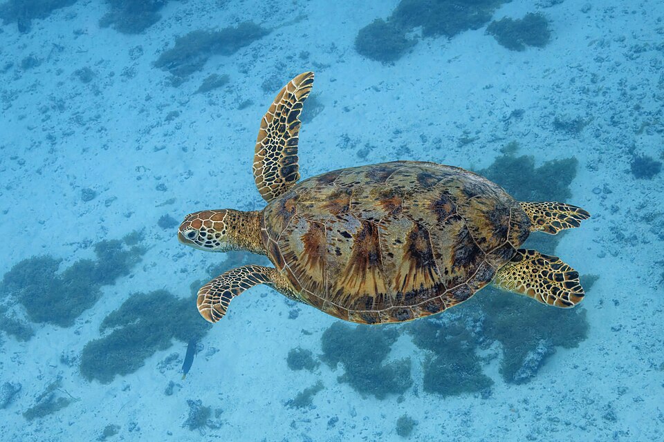 green turtle
