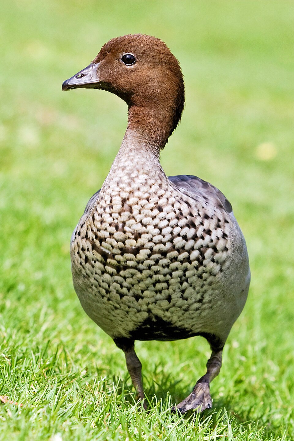 Maned Duck