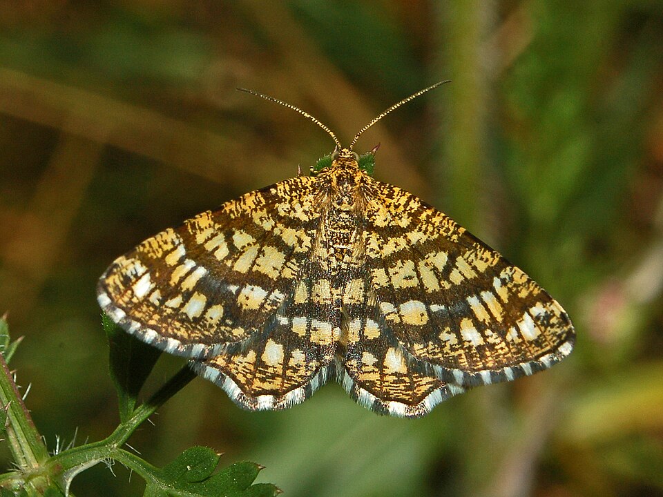 Latticed Heath