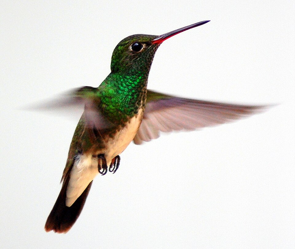 Glittering-throated Emerald