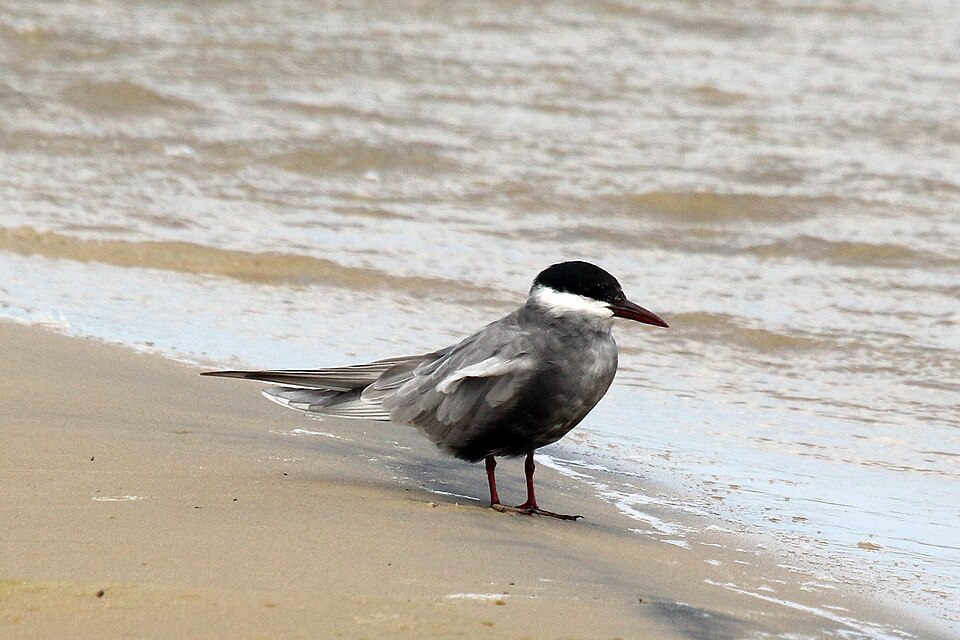 Whiskered Tern