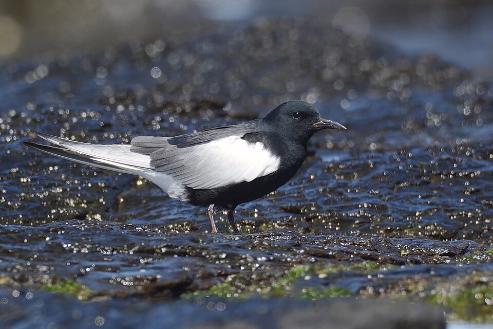 White-winged Tern