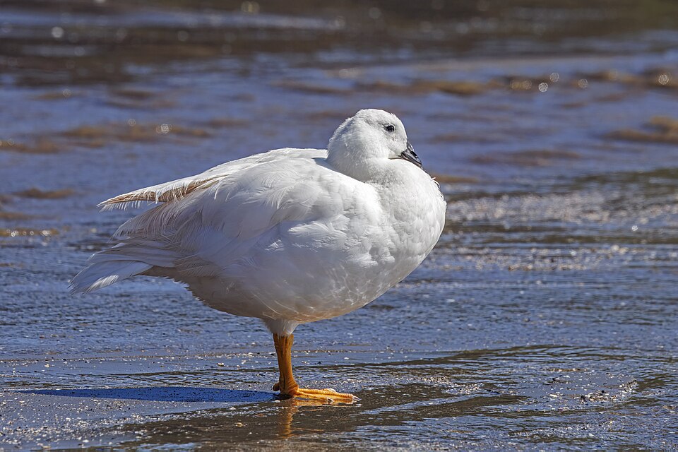 Kelp Goose