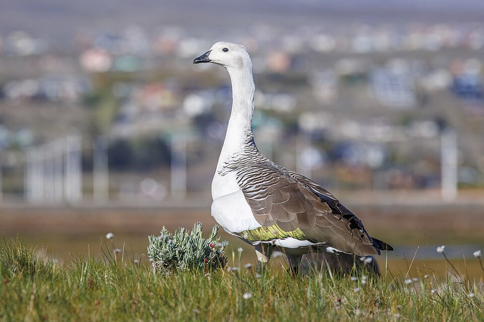 Upland Goose