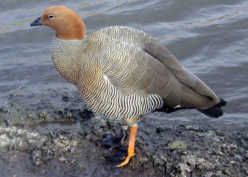 Ruddy-headed Goose