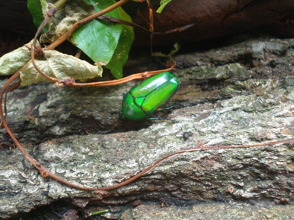 Chlorocala africana