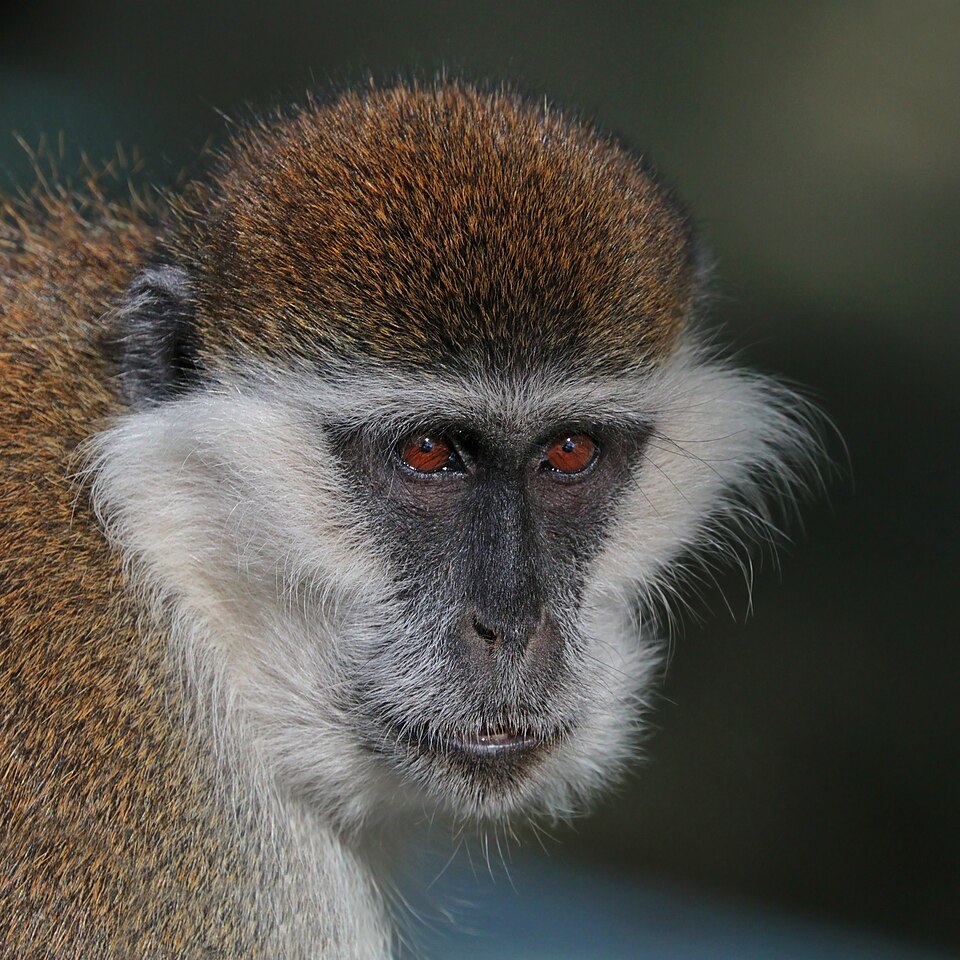 vervet monkey