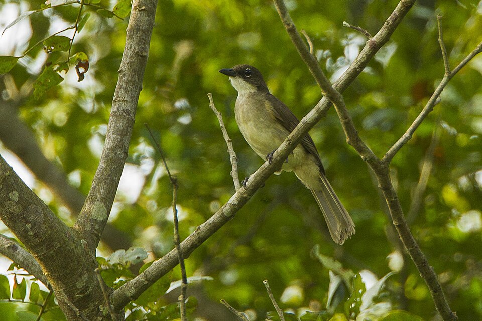 Simple Greenbul