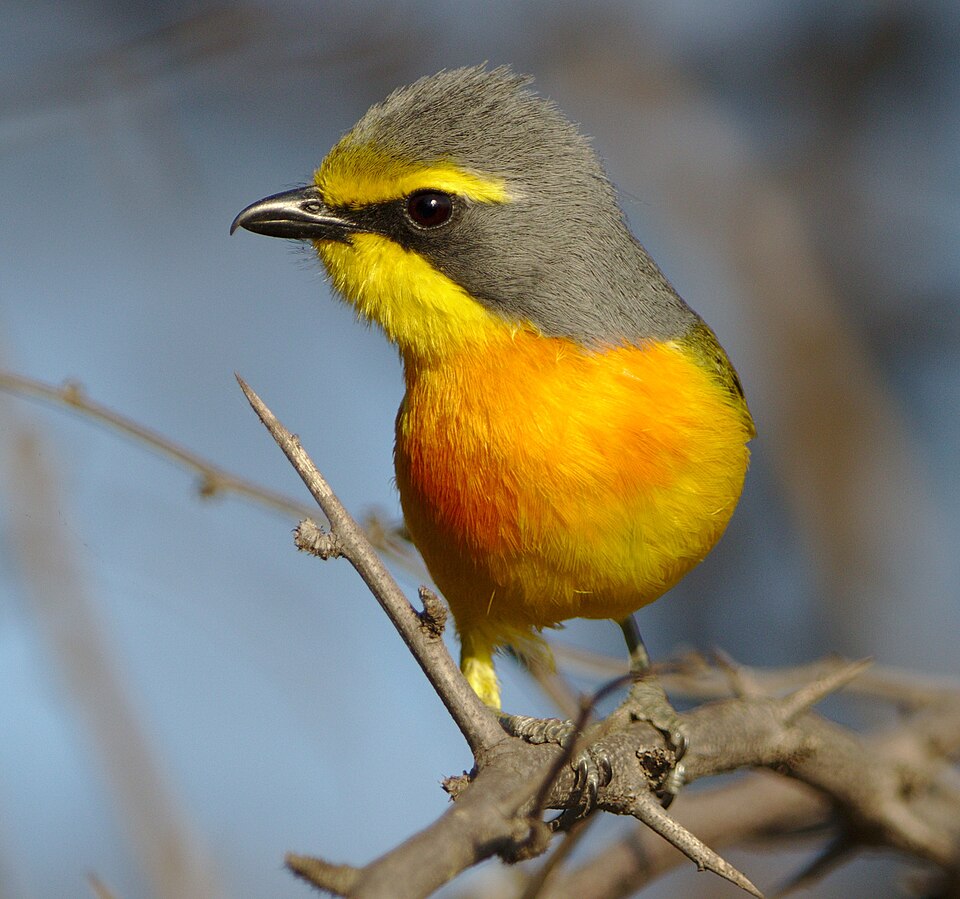 Orange-breasted Bushshrike
