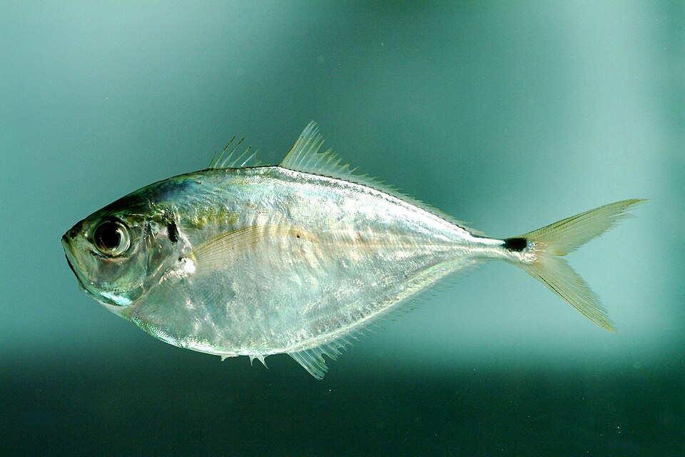 Atlantic bumper