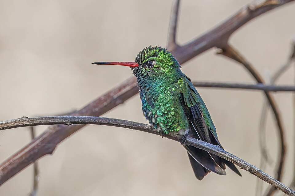 Glittering-bellied Emerald
