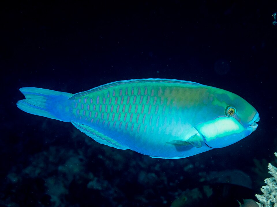 Bleeker's parrotfish