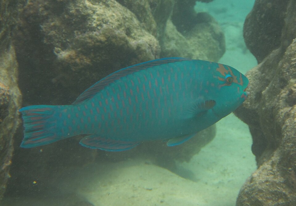 Tan-faced Parrotfish