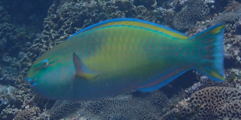 Palecheek parrotfish