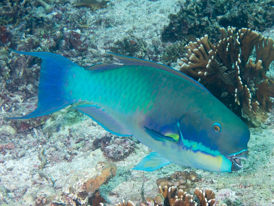 Steephead Parrotfish