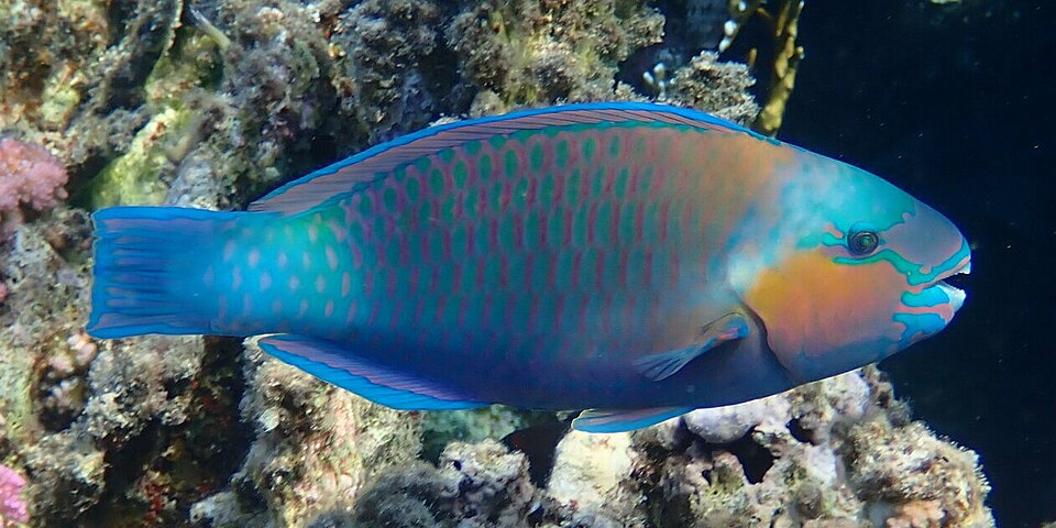 Daisy parrotfish