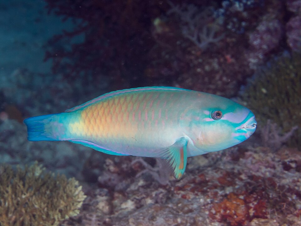 Bullethead Parrotfish