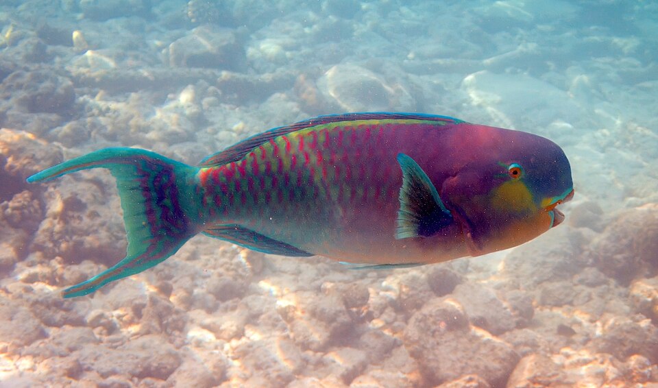 Steephead parrotfish