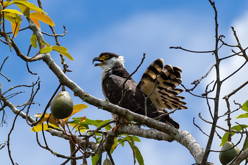 Hook-billed Kite