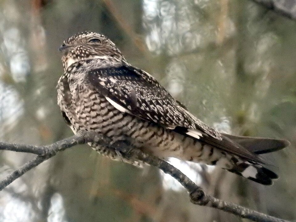 Antillean Nighthawk