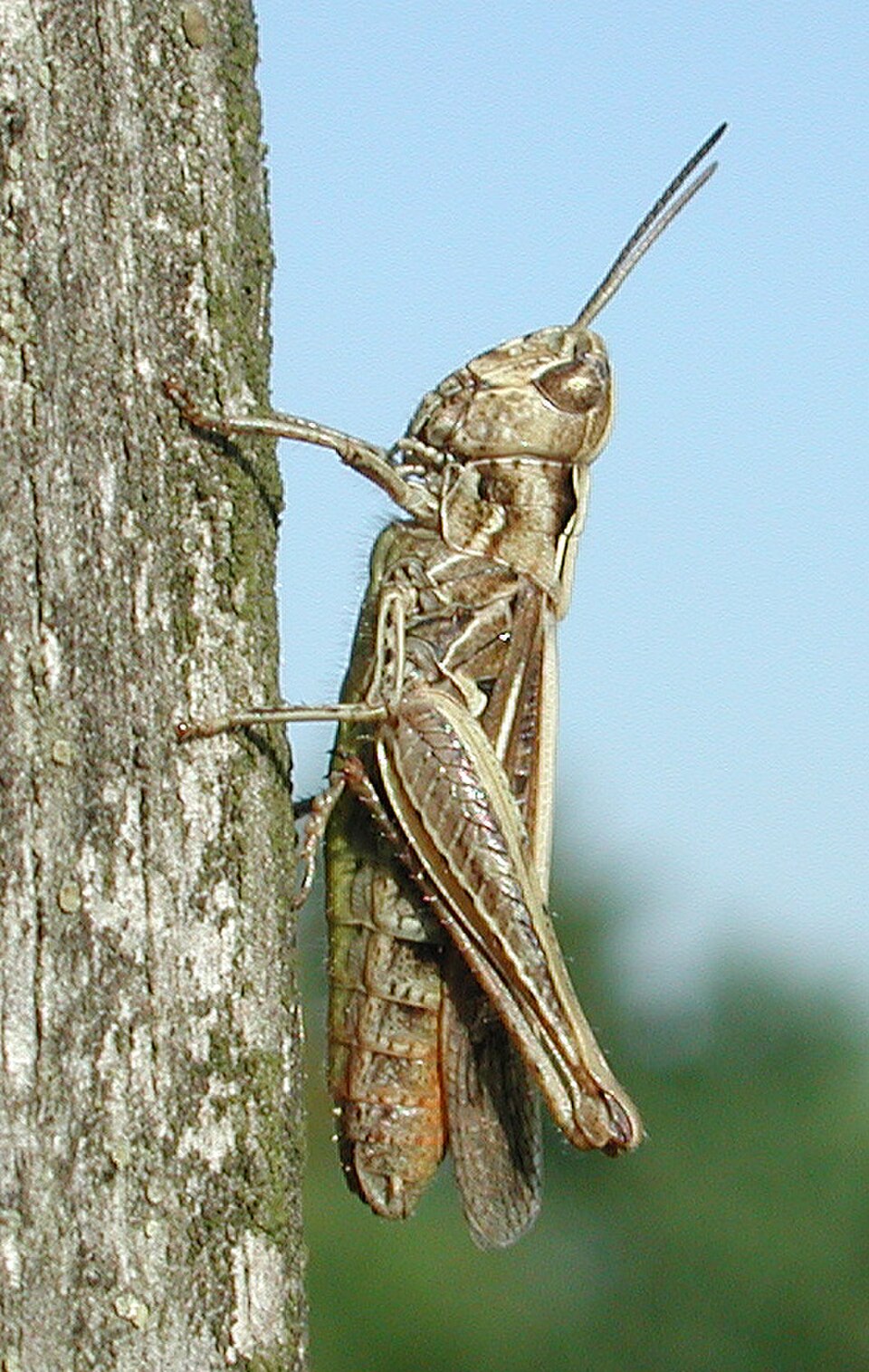 bow-winged grasshopper