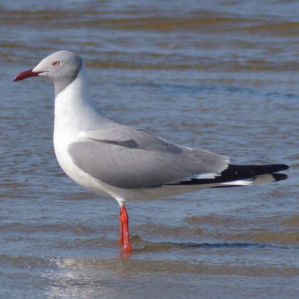 Gray-hooded Gull