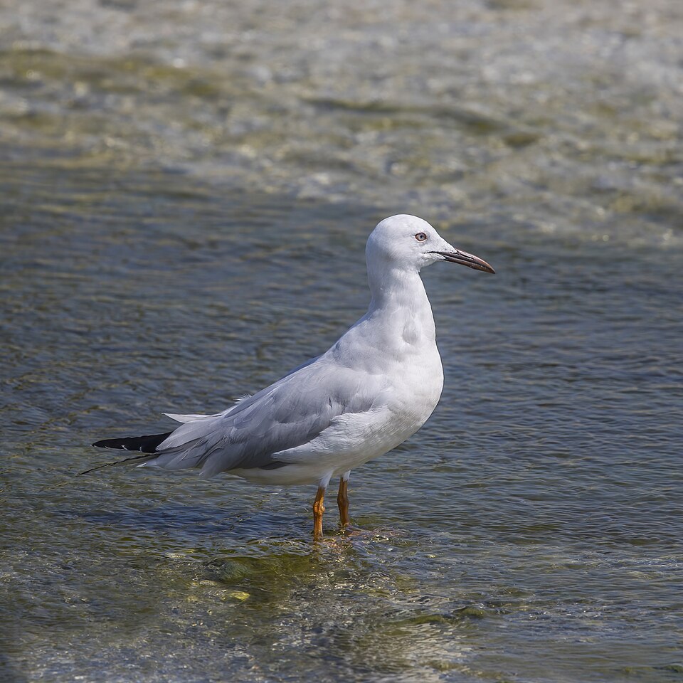 Slender-billed Gull