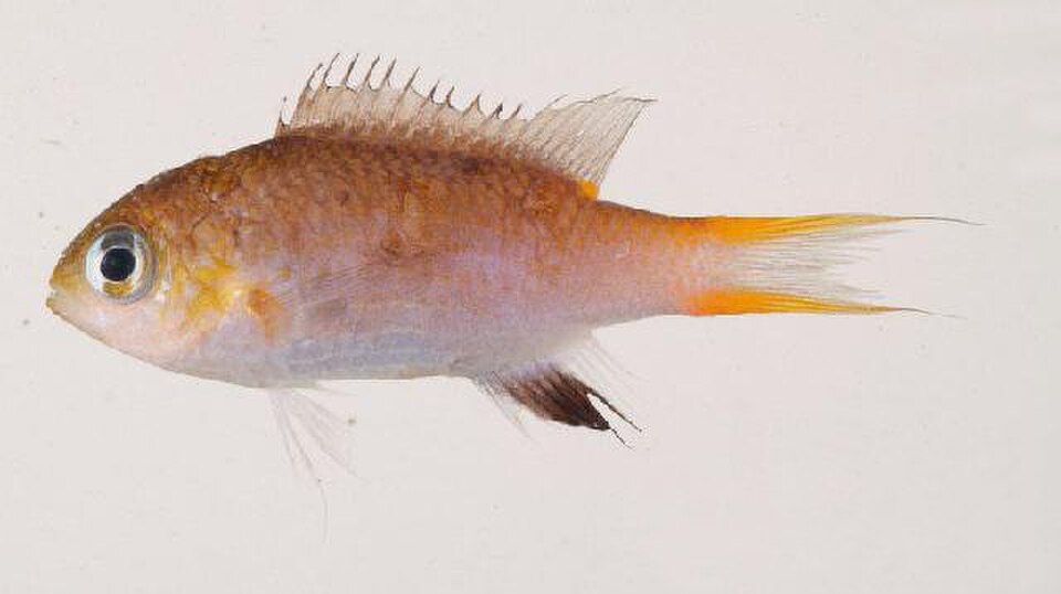 Midget Chromis