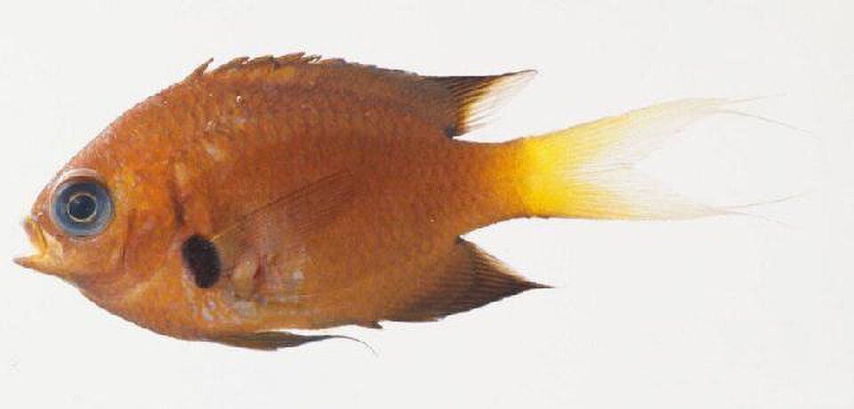 Agile Chromis