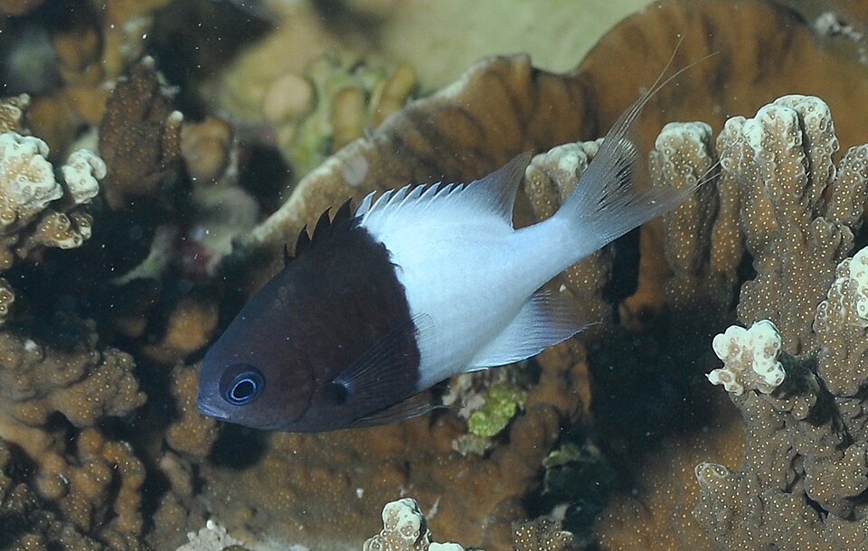Half-and-half Chromis