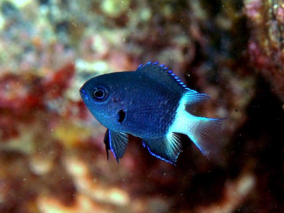 Bicolor chromis
