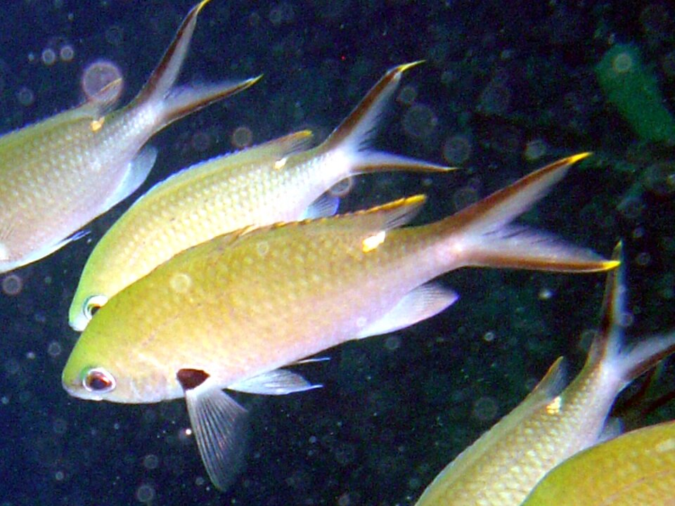 Brown chromis