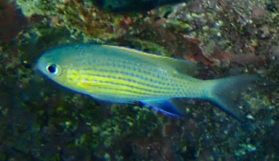 Vanderbilt's Chromis