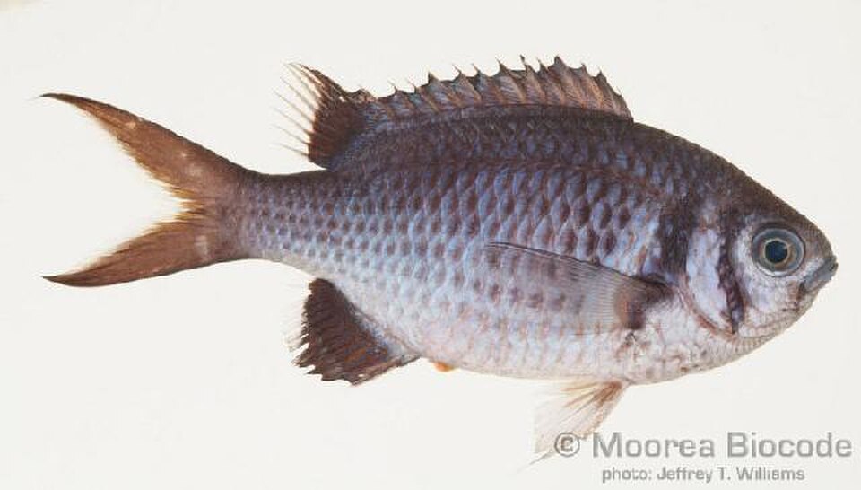 Black Chromis