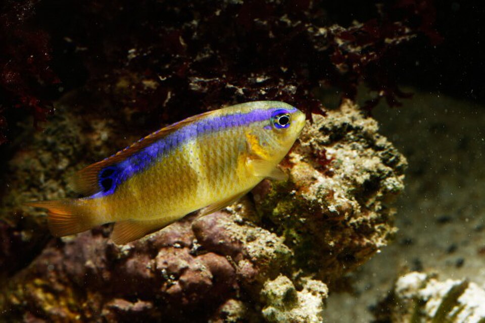 Surge Damselfish