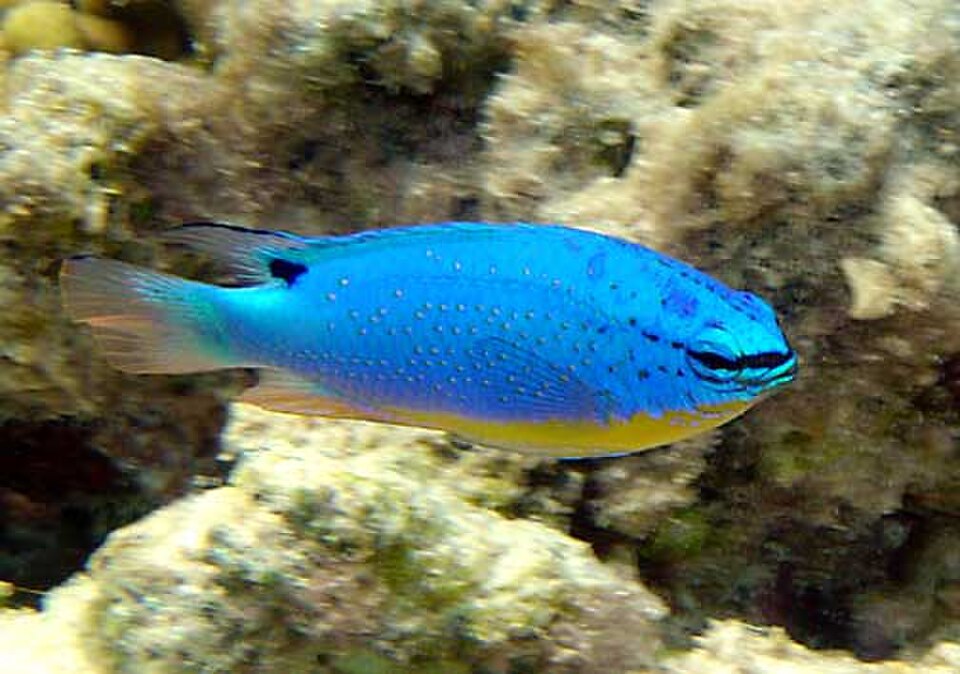 Fiji Blue Devil