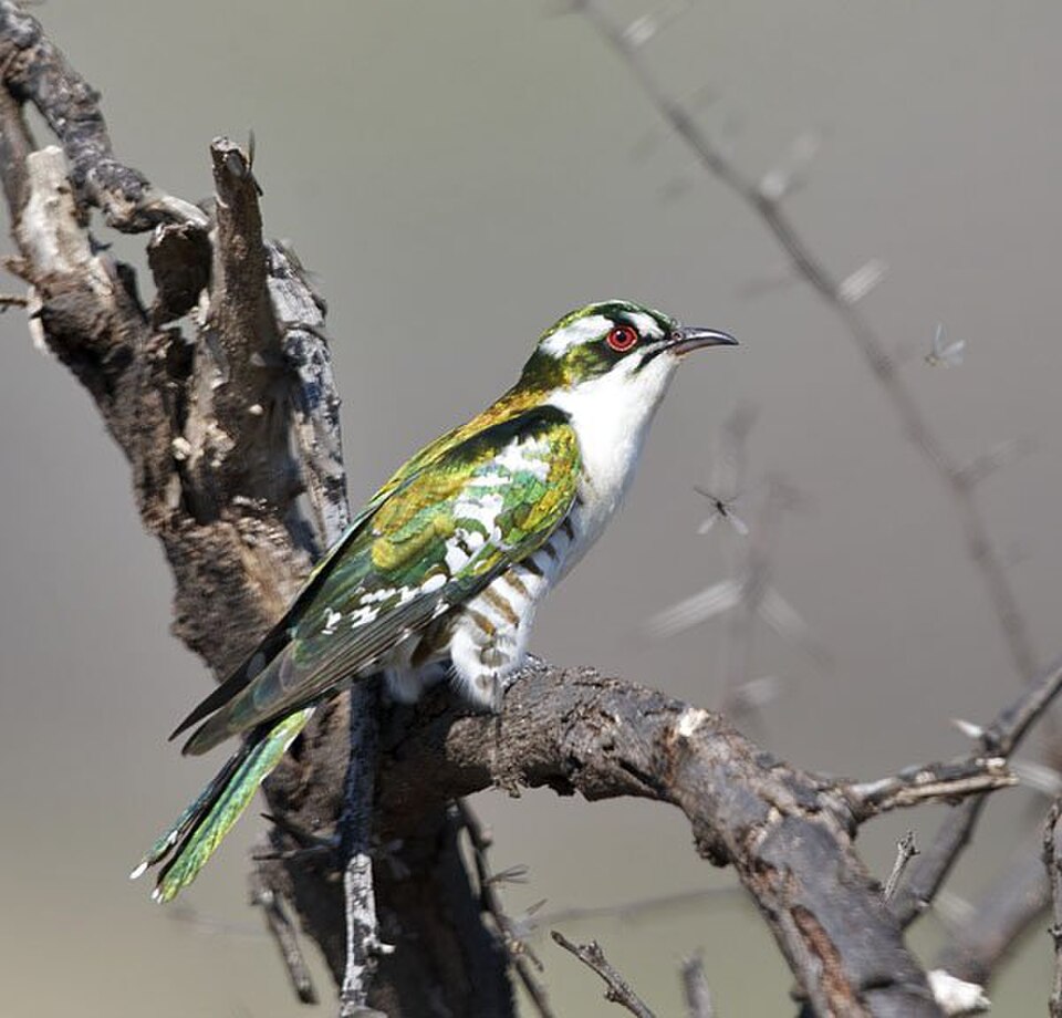 Dideric Cuckoo