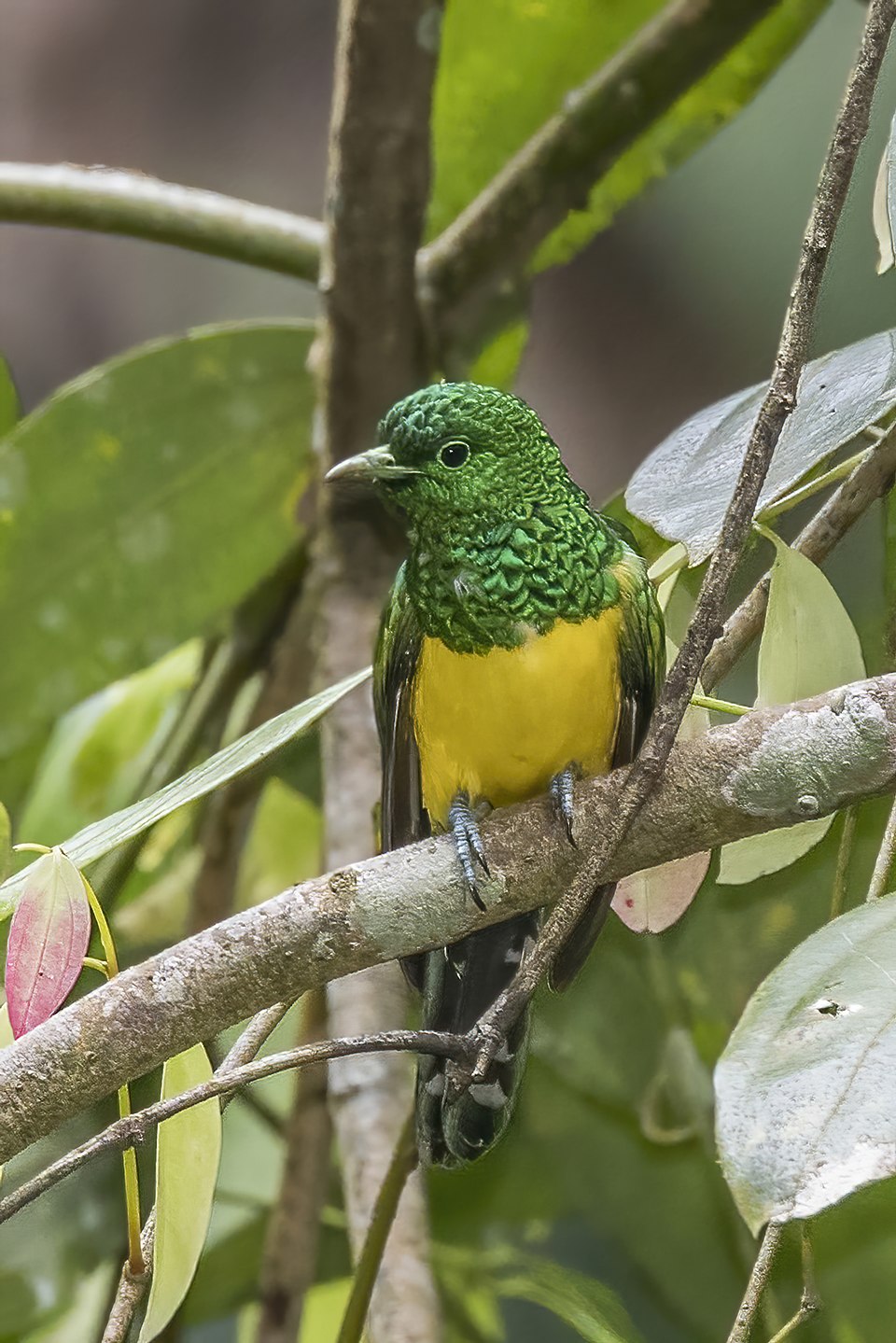African Emerald Cuckoo