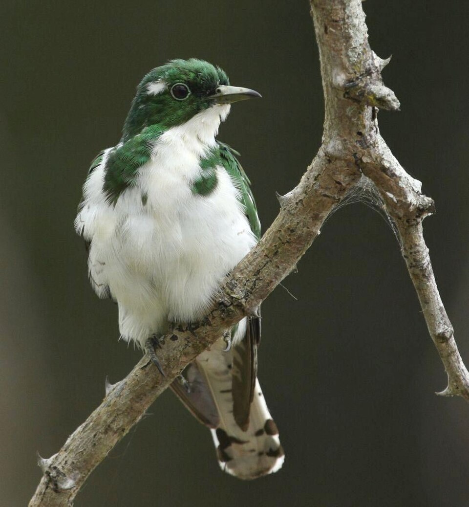 Klaas's Cuckoo