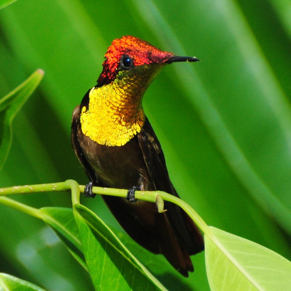 Ruby-topaz Hummingbird