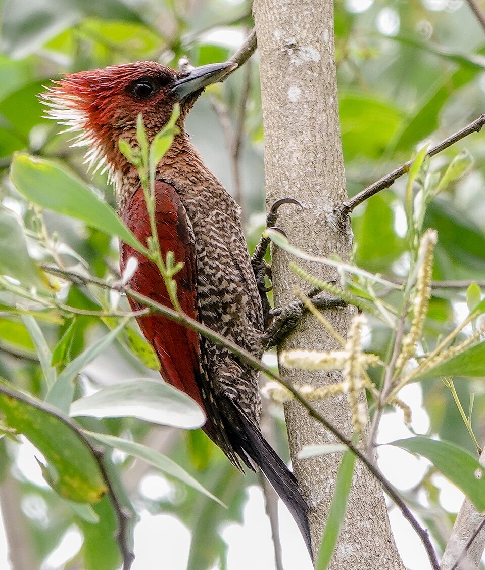 Banded Woodpecker