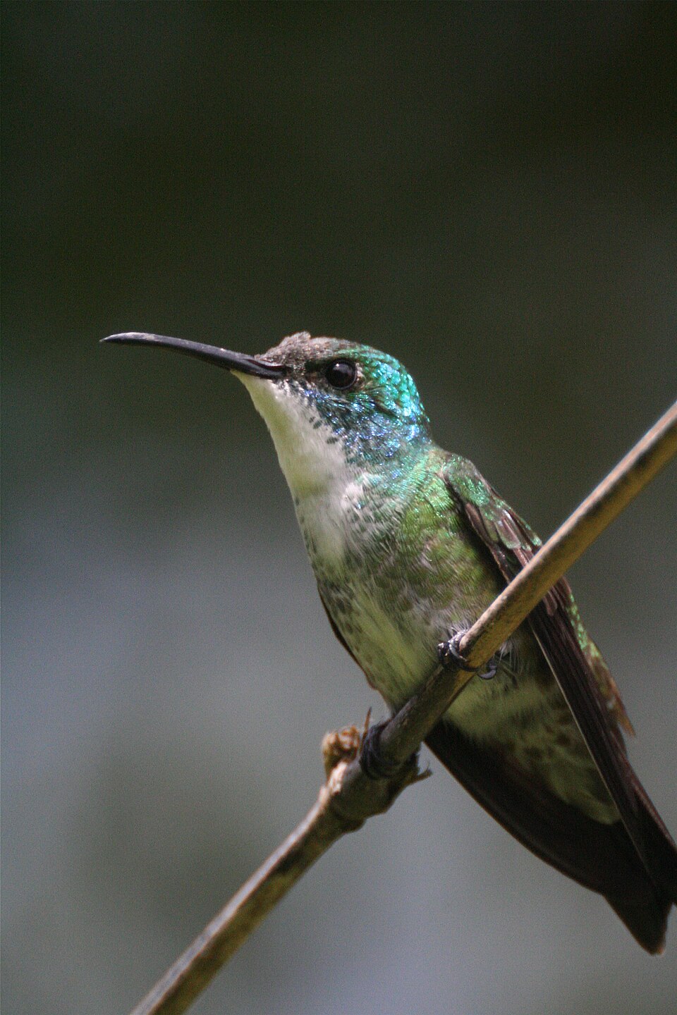 White-chested Emerald